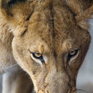 Meet your Posher, Malak